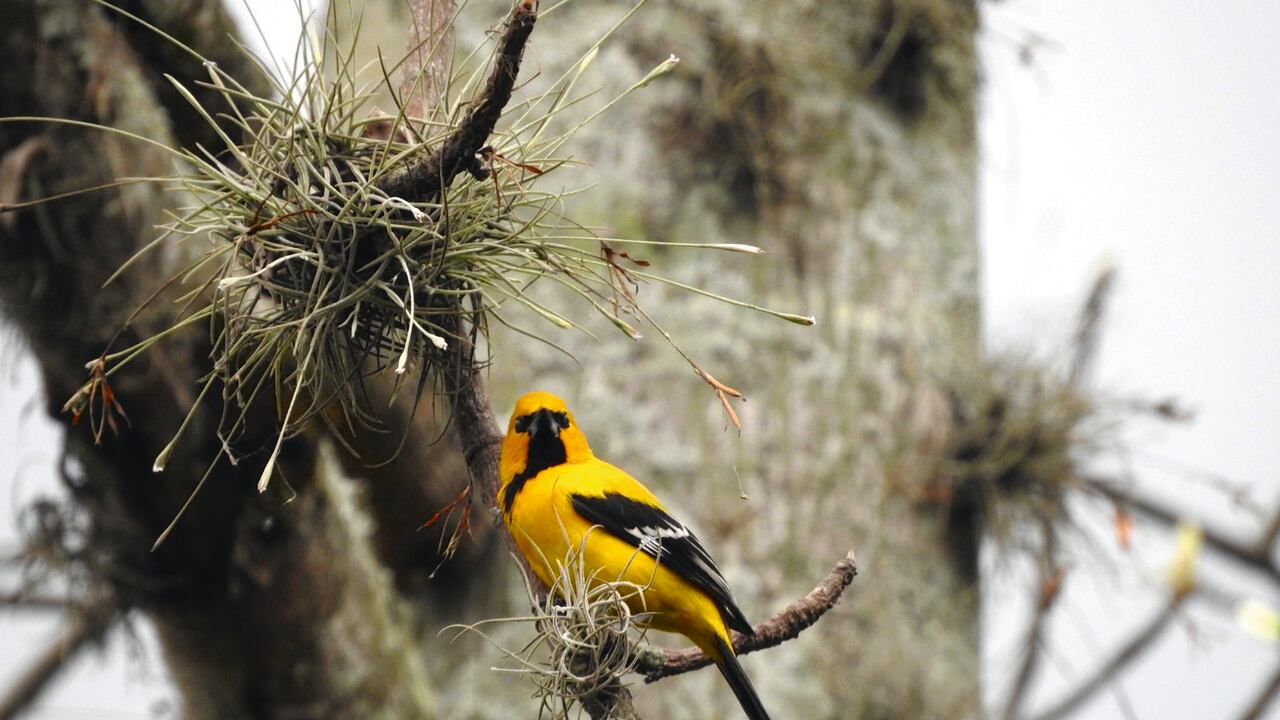 El turpial coliamarillo (Icterus mesomelas), con su inconfundible plumaje amarillo y negro, habita en matorrales y riberas del Valle del Cauca.