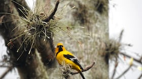 RIOPAILA CASTILLA - Cumbre de Sostenibilidad - SEMANA Sostenible