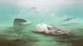 cuestiona una creencia ampliamente aceptada sobre el origen de los pulpos.