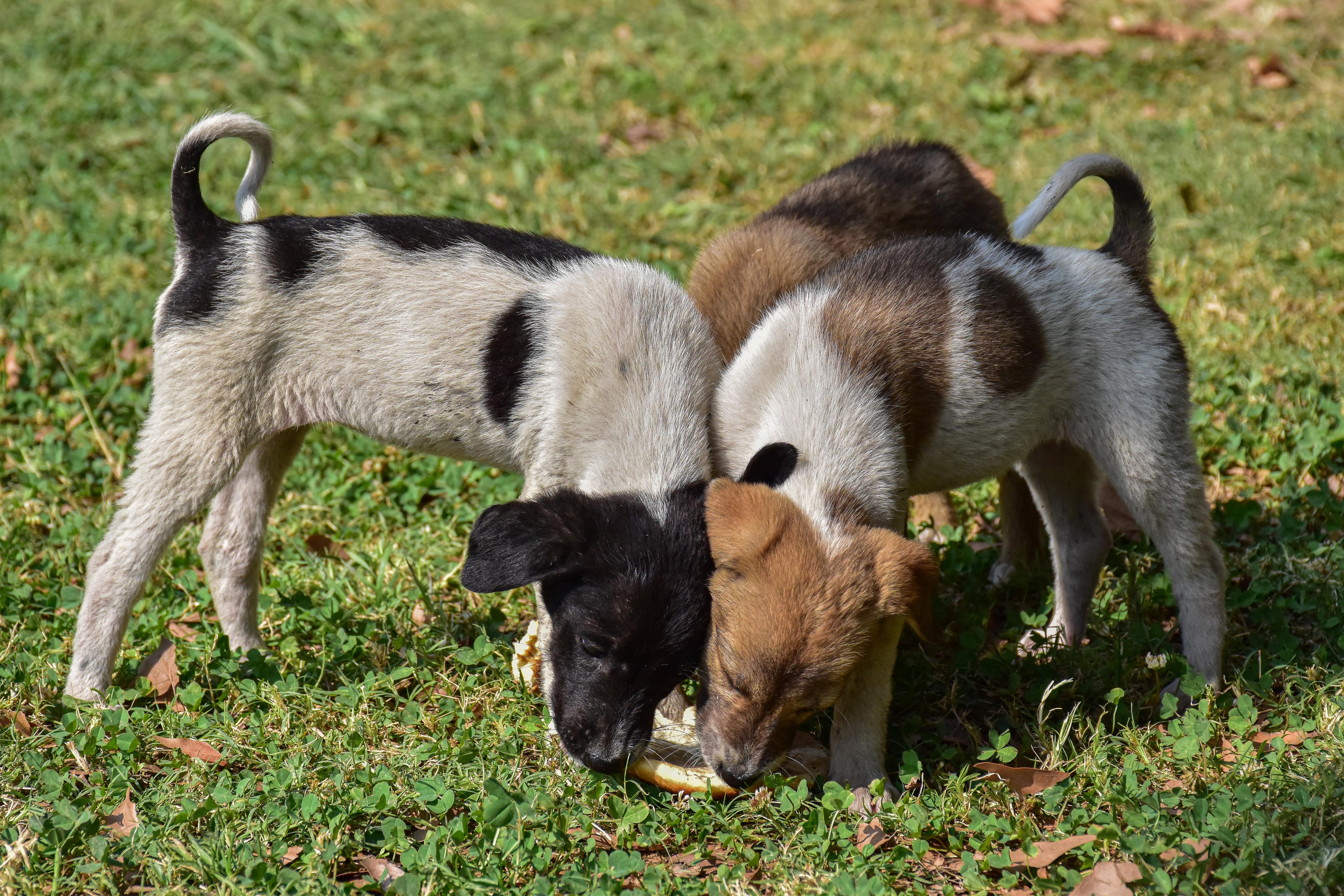 La enfermedad afecta principalmente a cachorros y puede ser mortal si no se detecta a tiempo.