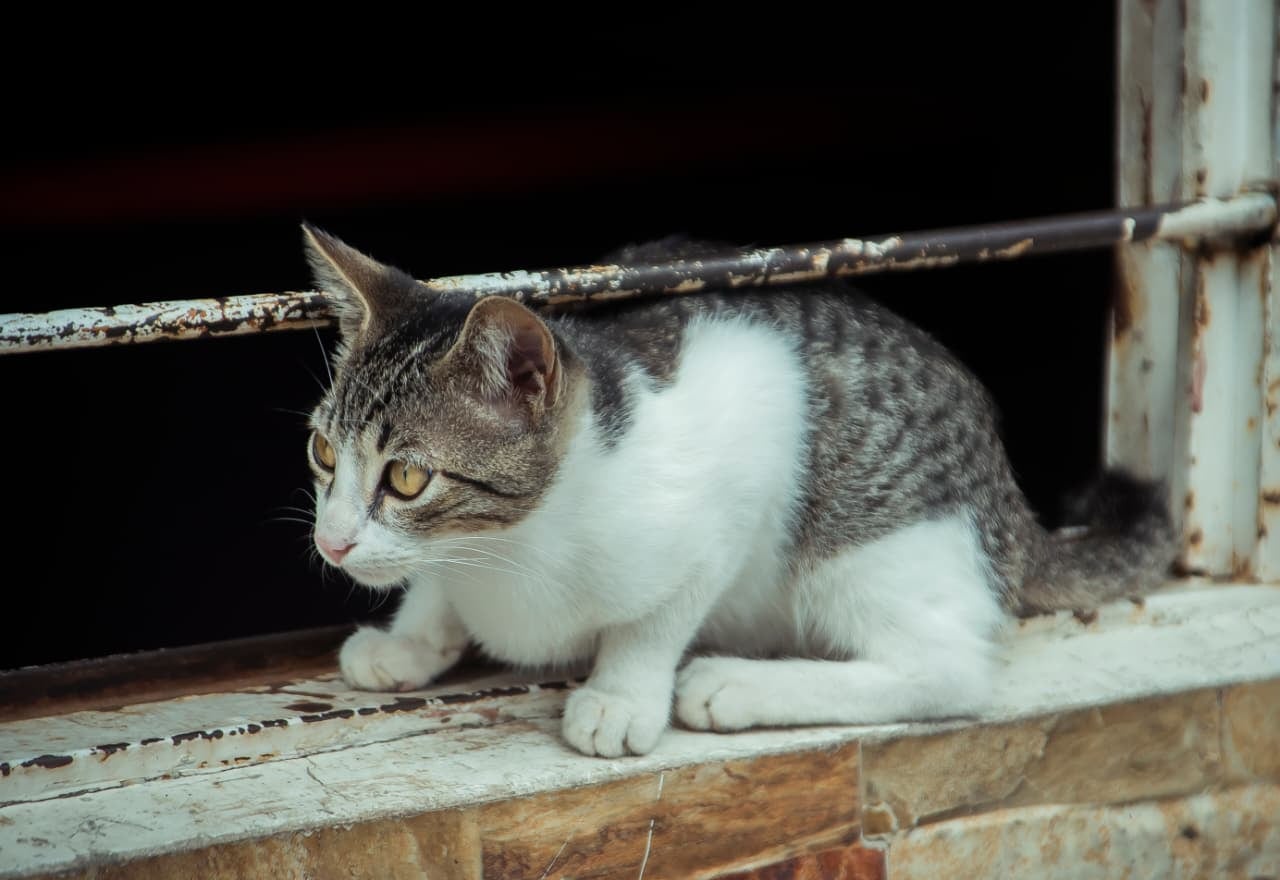 Los perros y gatos son algunos de los animales que transmiten la enfermedad si no están vacunados.