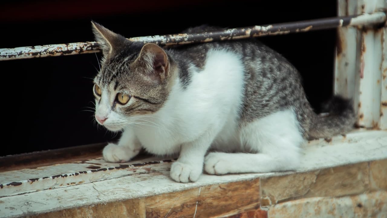 Estas son las señales de que su gato tiene algún problema de salud.