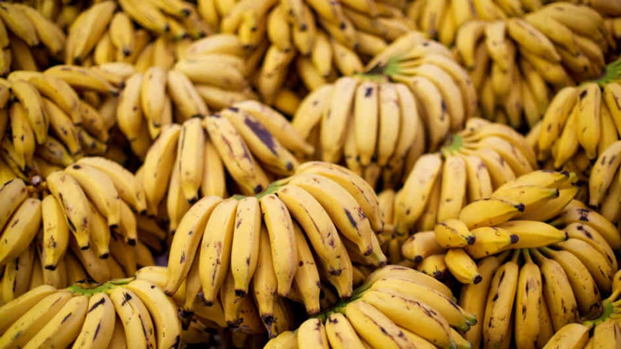 Los bananos son el alimento que más exporta el país.