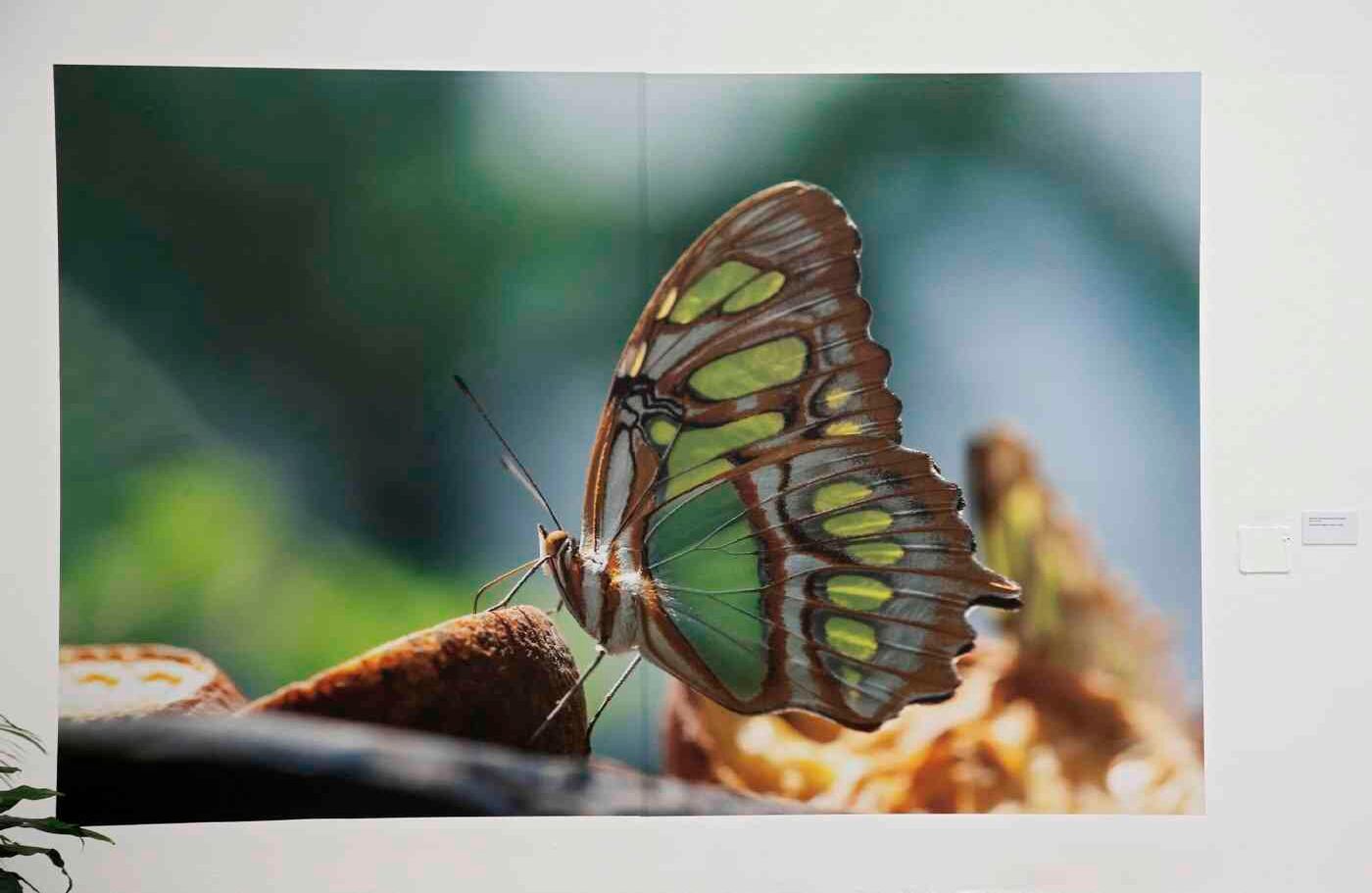 Foto de la mariposa 'Syproeta setelens', tomada por Catalina Londoño Carter.