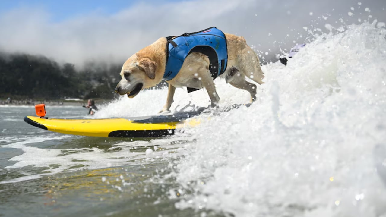 Perros compiten por el título en el Campeonato Mundial de Surf Canino en California.