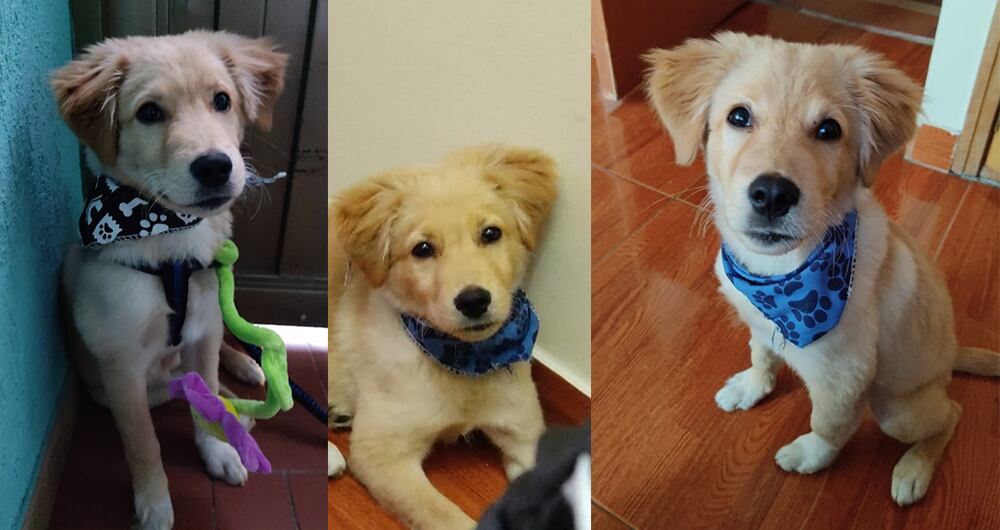 Dante, un cachorro de 4 meses de raza criolla fue entregado al cuidado del "Centro de Educación y Formación Canina y Felina Educando Amigos" durante una semana. Allí fue aparentemente asesinado.