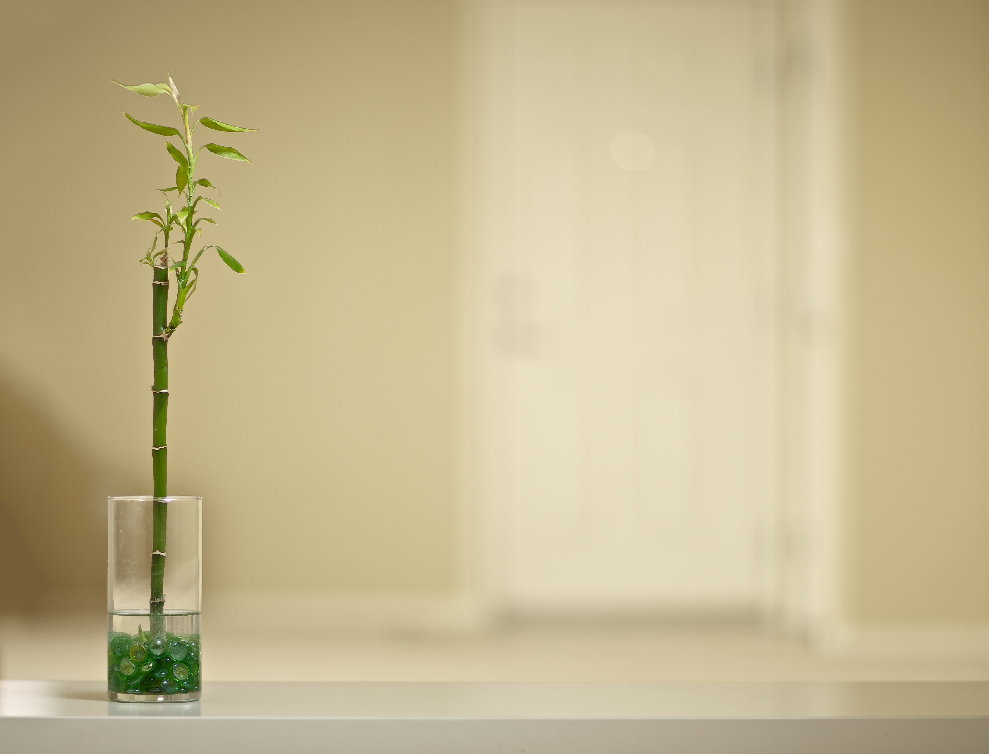 El bambú de la suerte también ayuda en la decoración del hogar.