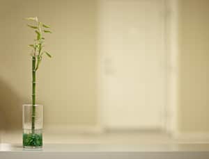 El bambú de la suerte también ayuda en la decoración del hogar.