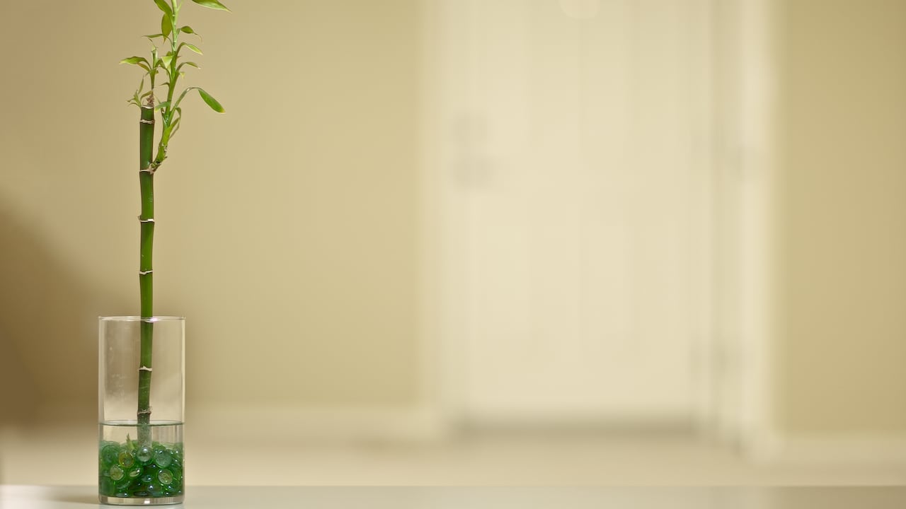 El bambú de la suerte también ayuda en la decoración del hogar.