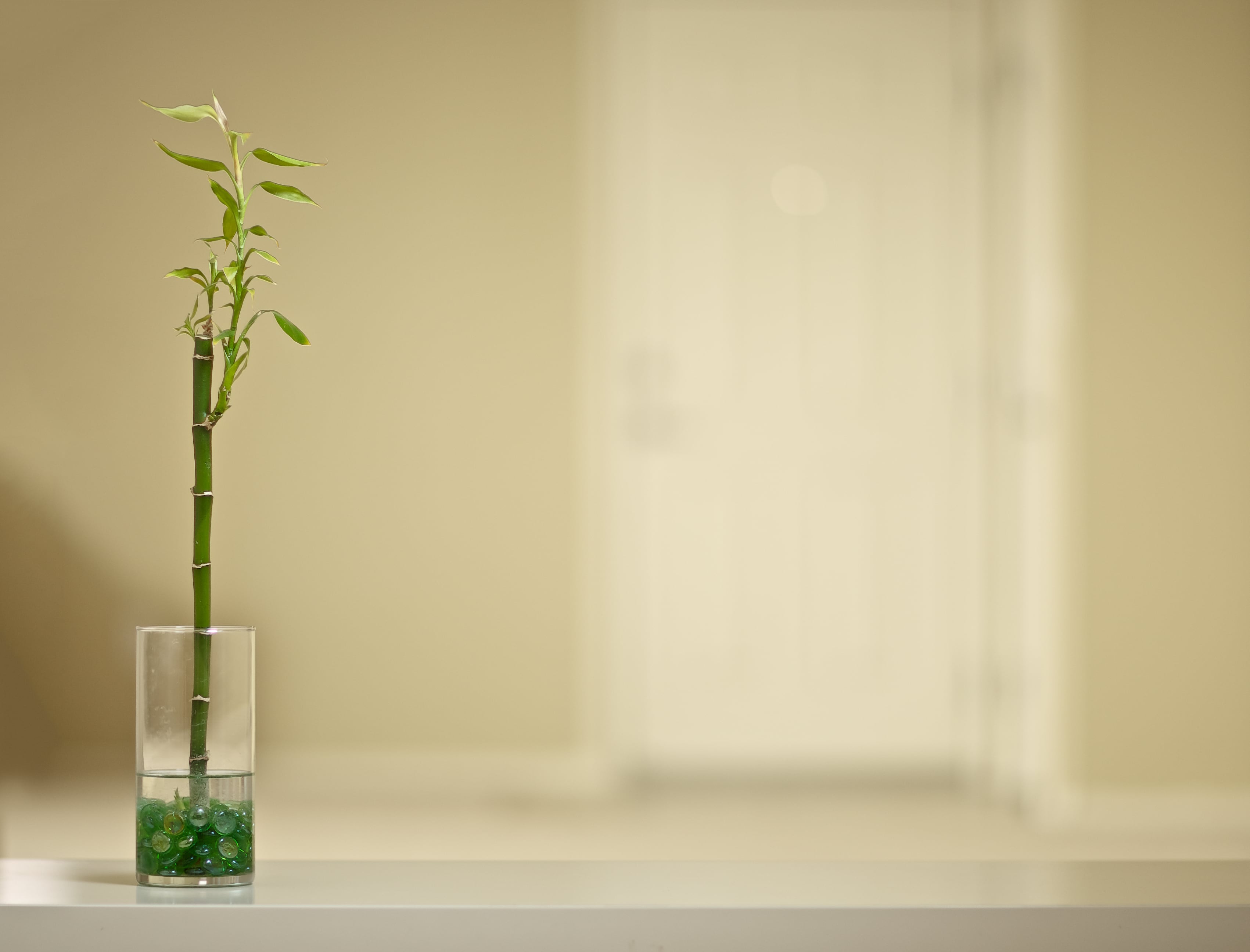 El bambú de la suerte también ayuda en la decoración del hogar.