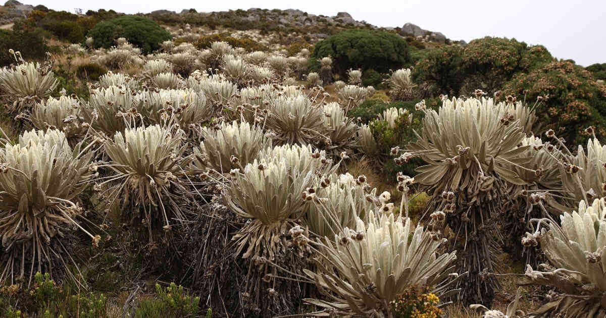 Los frailejones son una de las principales especies de flora que se aprecian en el lugar. 