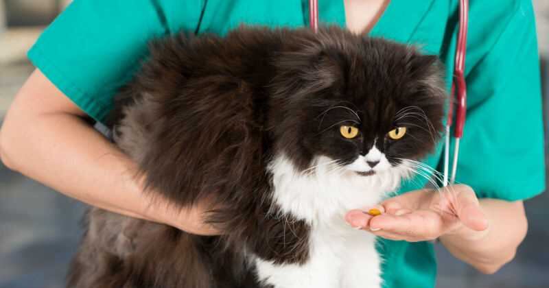 Los veterinarios recomiendan el control de estos parásitos y medidas de prevención.