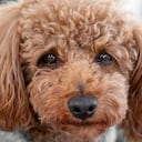 Los perros tienden a estar tristes cuando están solos en la casa.