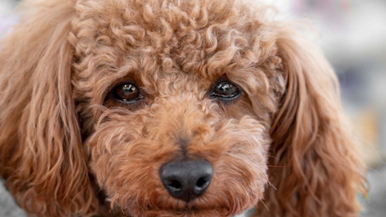 Se desconoce el estado de salud del perro.