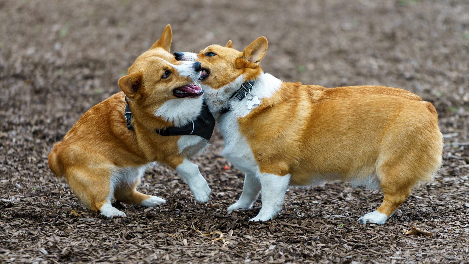 4 Patas, Perros y Gatos mas ricos