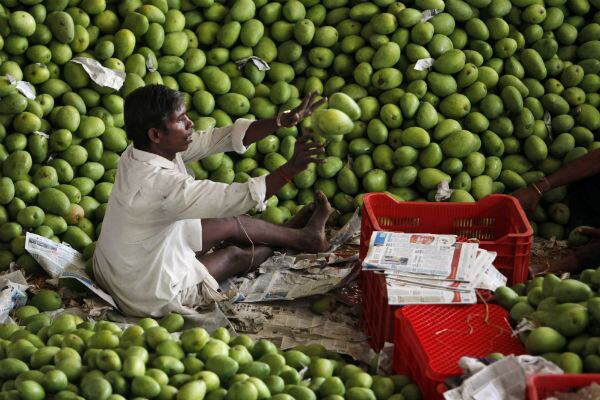 Un trabajador lanza mangos, la fruta nacional de India, en un mercado mayorista en Hyderabad. (AP)