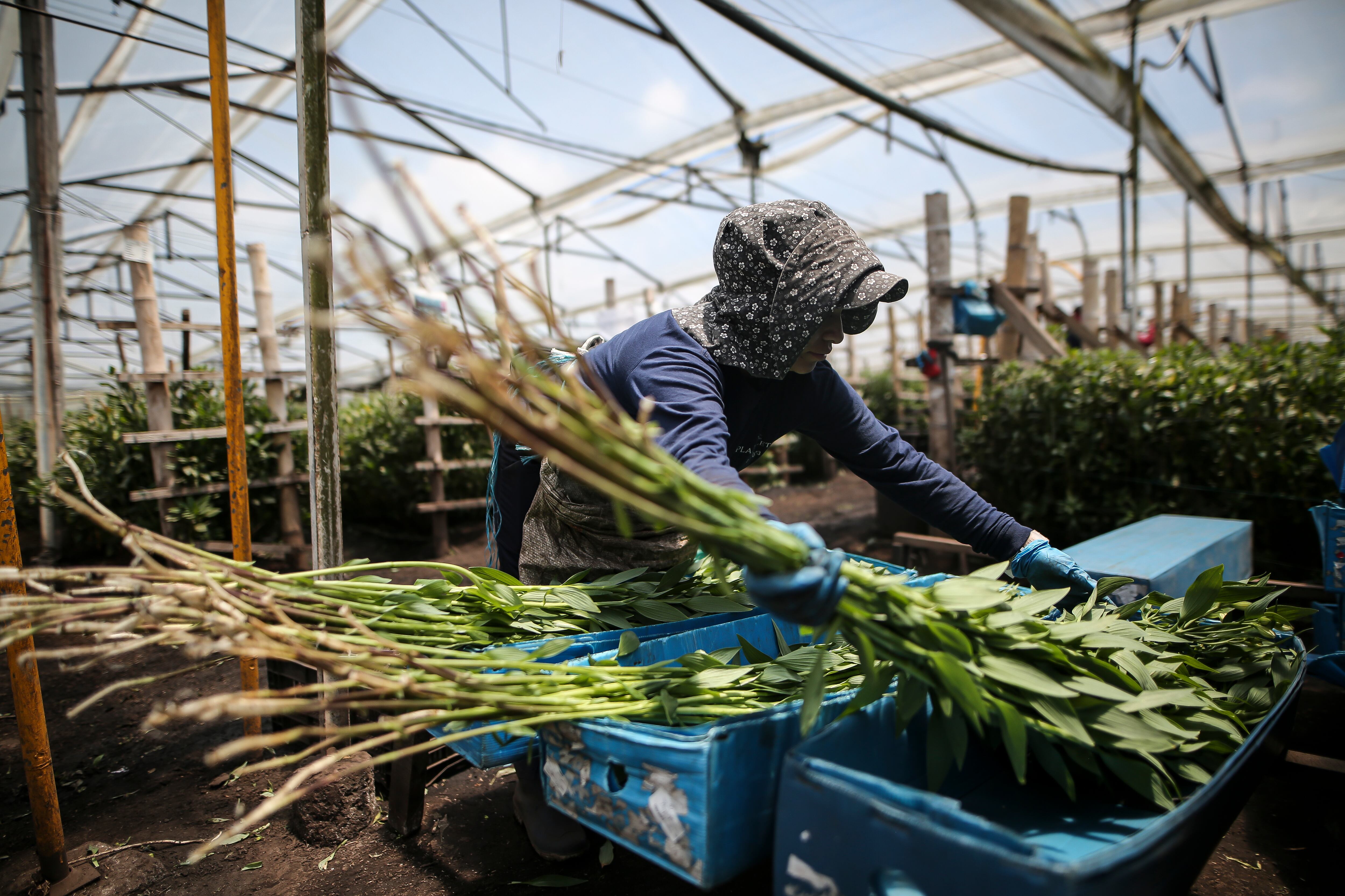 Flores, el regalo tradicional en el día de la madre