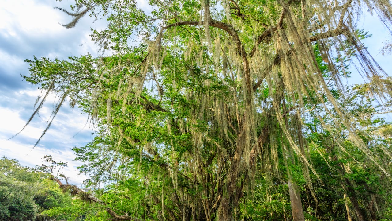 El Gallineral es uno de los parques natrales más lindos de Colombia.