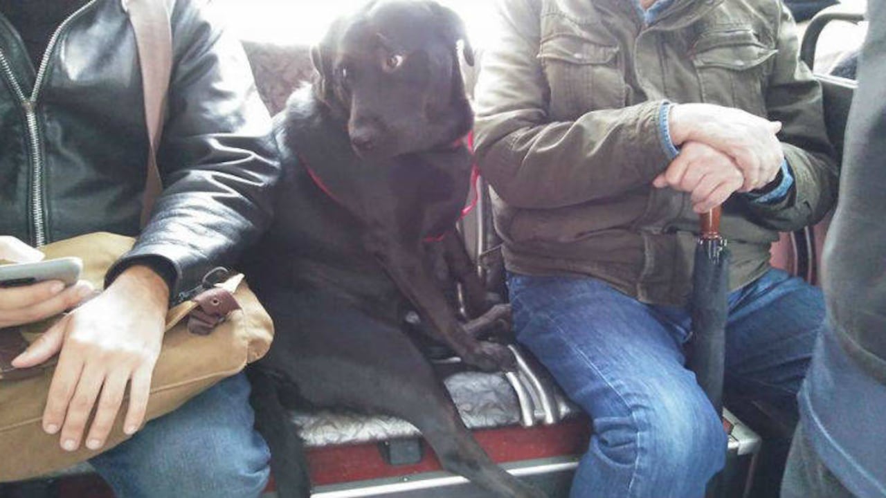 Facebook Eclipse Seattle‘s Bus Riding Dog
