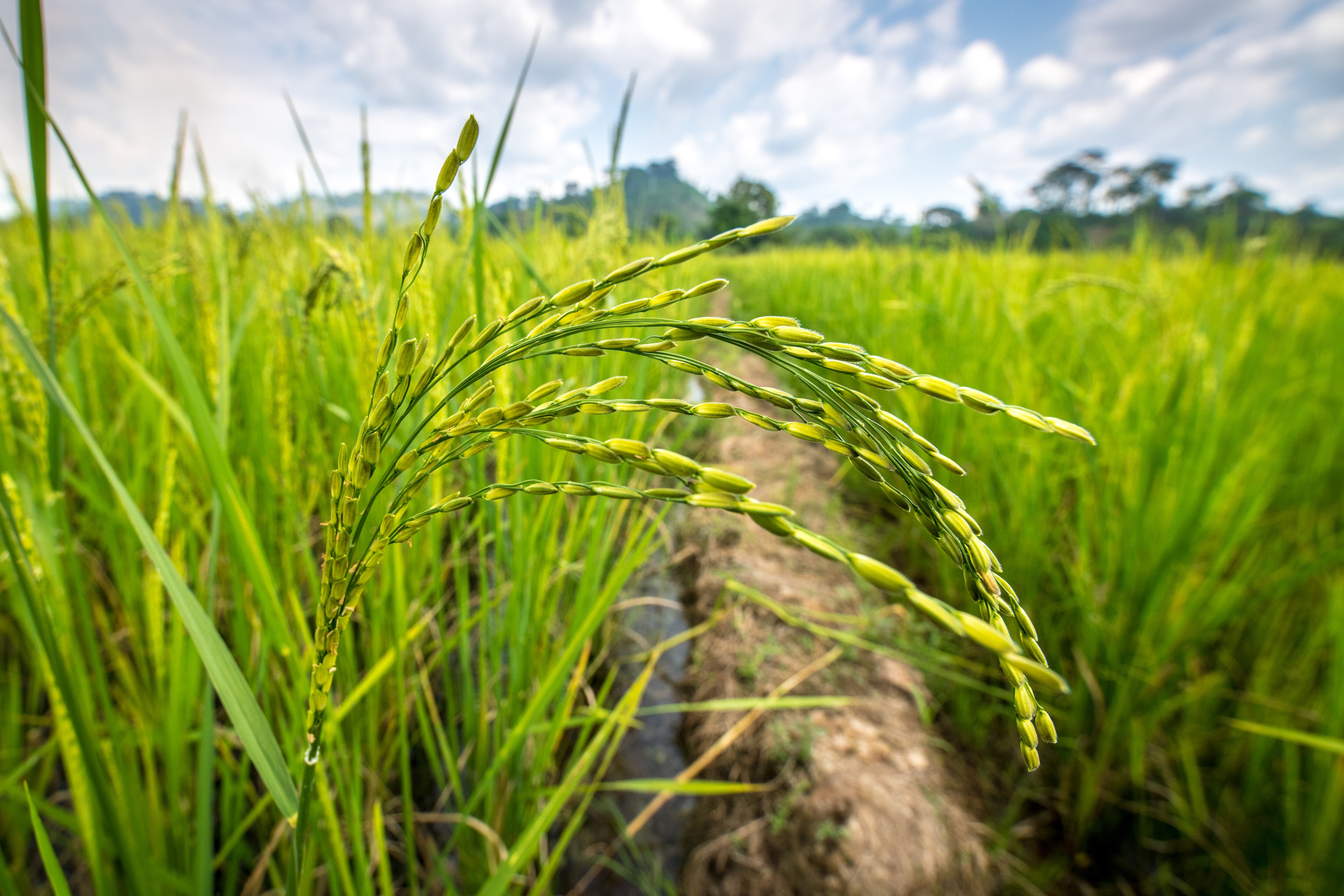 Foto referencia sobre cultivo de arroz.