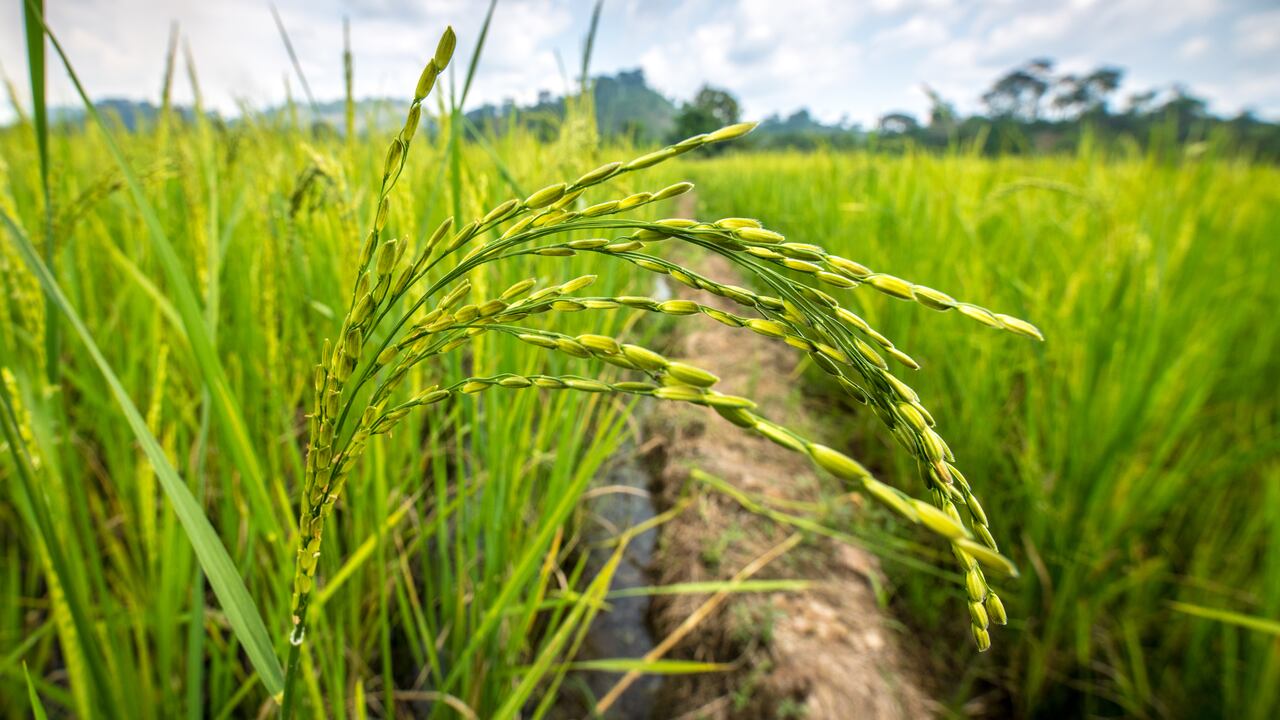 Foto referencia sobre cultivo de arroz.