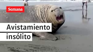 Avistamiento insólito. Elefante marino