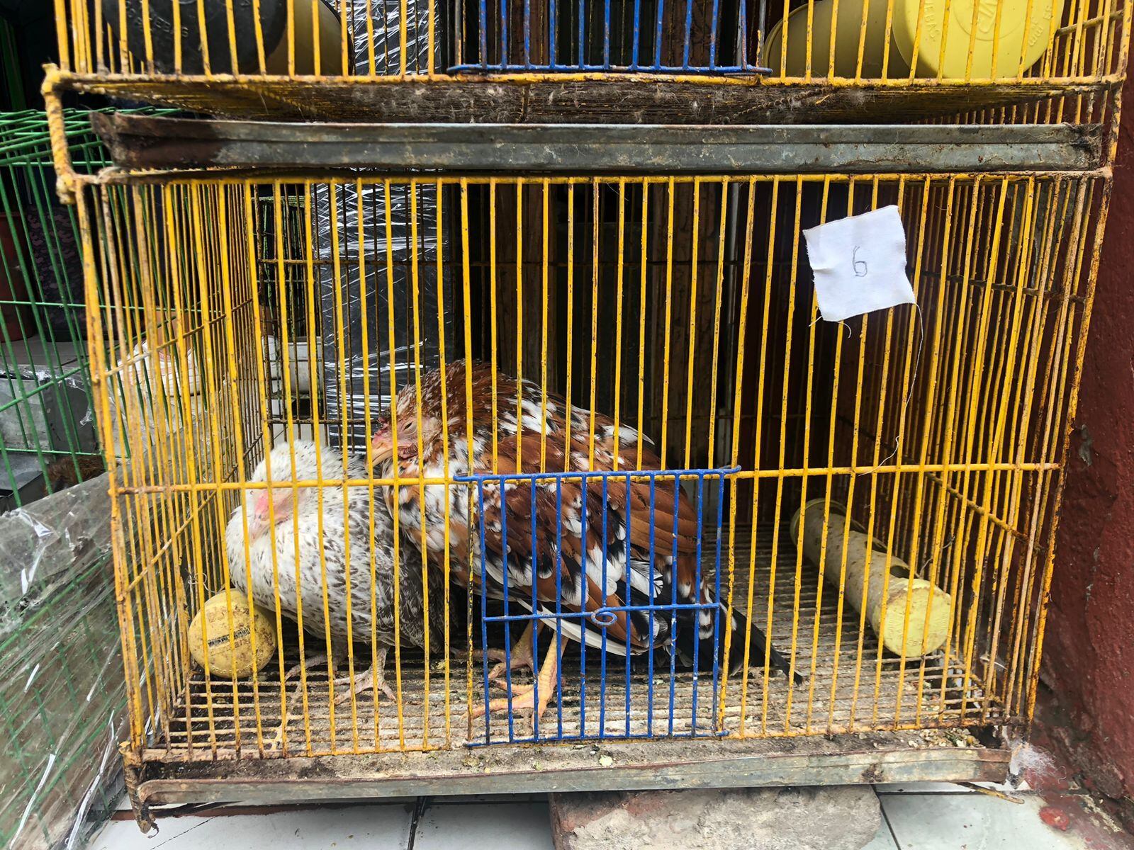 Los animales eran comercializados en un establecimiento comercial en el barrio Tres Esquinas, en Ciudad Bolívar