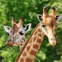 Cabezas de dos jirafas delante de árboles verdes.