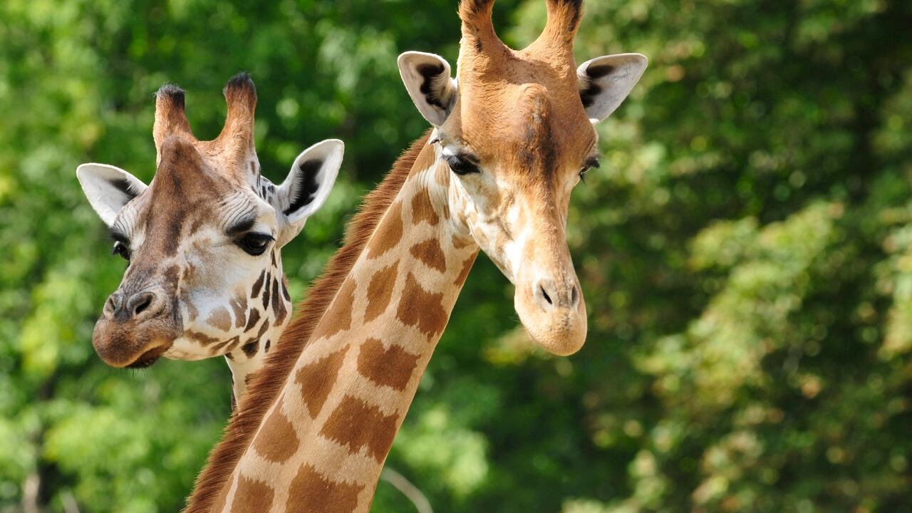 Jirafa pisoteó y mató a niña de 16 meses en Sudáfrica. Autoridades aún investigan la inusual reacción del pacífico animal.