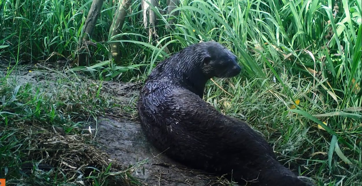 Nutria de río en la Ciénaga Grande de Santa Marta
