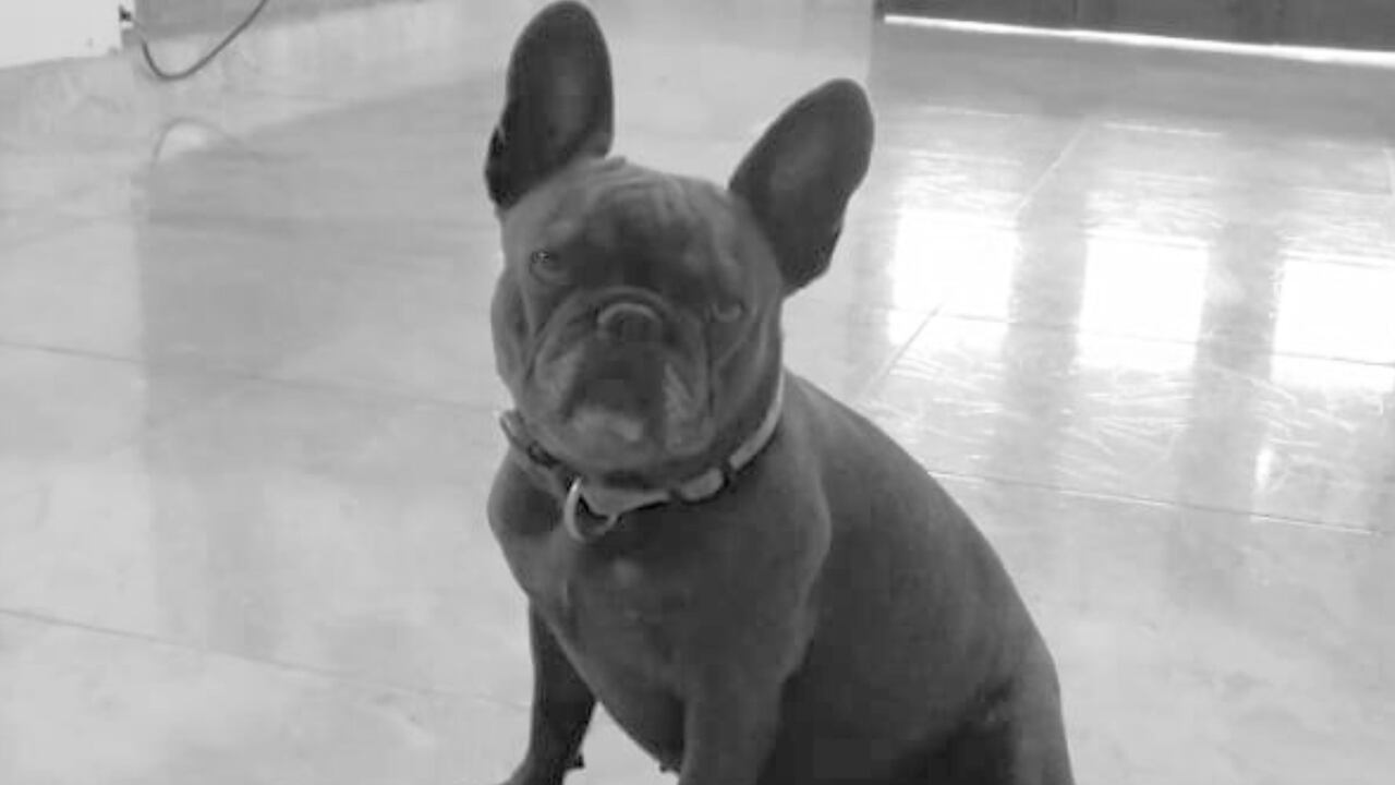 La empresa involucrada en la muerte de la perrita París, Aerocafeteros, rompe su silencio