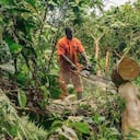 Tala de árboles en el Pacífico colombiano. Foto: David Fayad