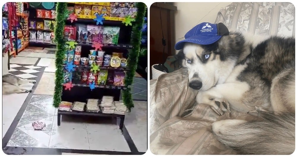 En video quedó registrada la agresión contra el perro en un almacén de mascotas en el municipio de Ubaté (Cundinamarca).