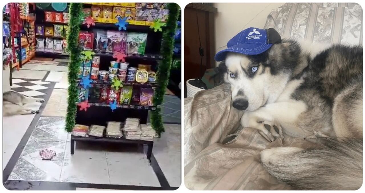 En video quedó registrada la agresión contra el perro en un almacén de mascotas en el municipio de Ubaté (Cundinamarca).