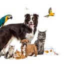 Animales domésticos. Imagen de referencia.