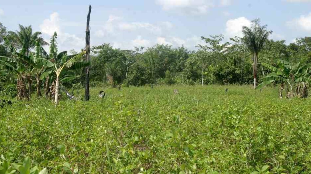 Ordenan indemnizar a desplazados de finca La Esperanza en Cesar/Foto: archivo SEMANA