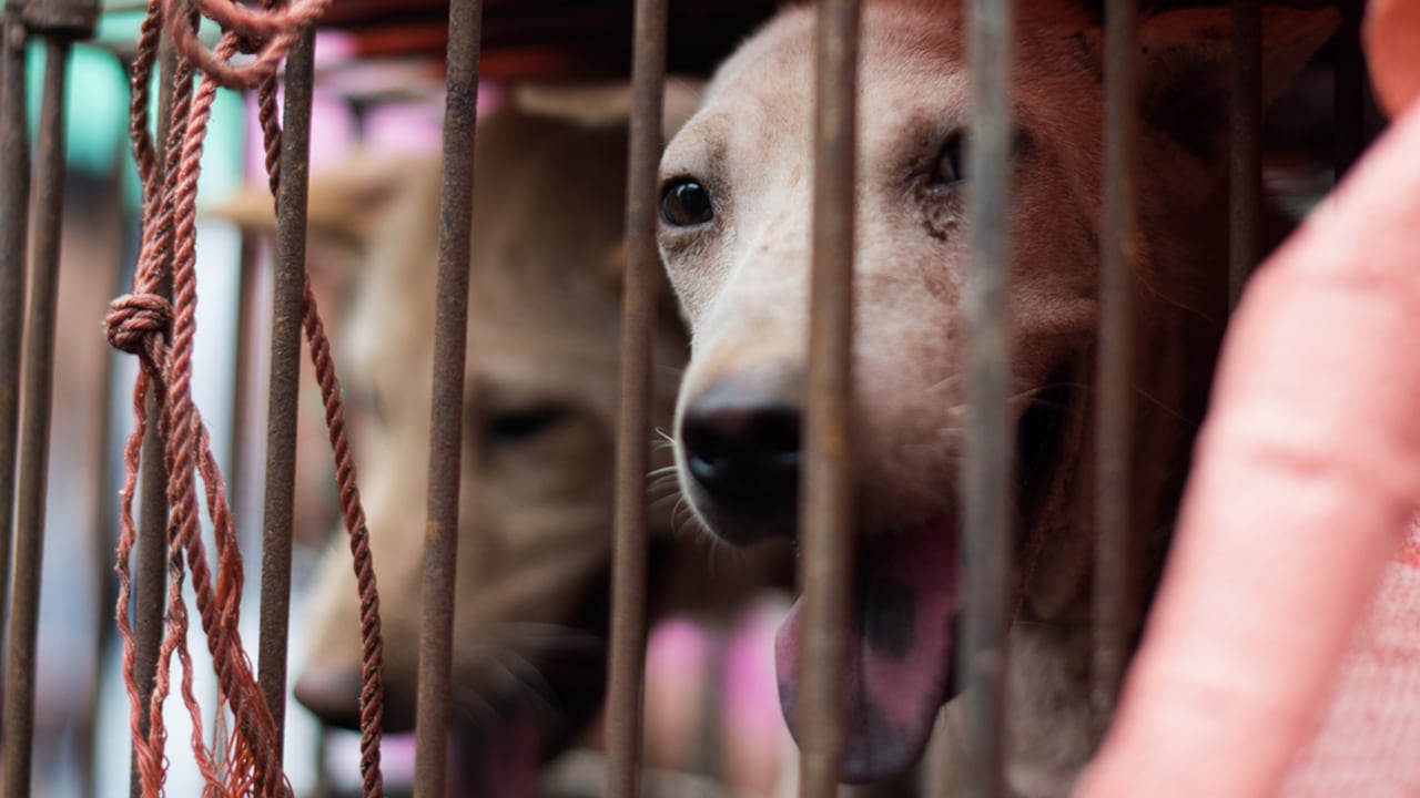 Según cifras del Instituto Distrital de Protección y Bienestar Animal (Idpyba), el maltrato animal viene en aumento en la ciudad.