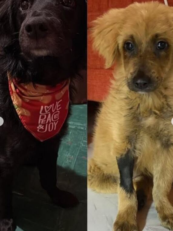 A los tres meses de edad, una perrita sufrió quemaduras y daños oculares por un procedimiento ilegal.