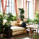 Plantas para el hogar.