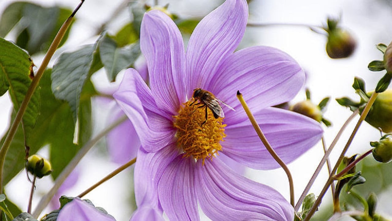 Abejas