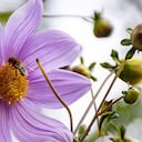 Las abejas tienen capacidad olfativa y de recordación.