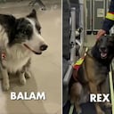 Perros rescatistas mexicanos