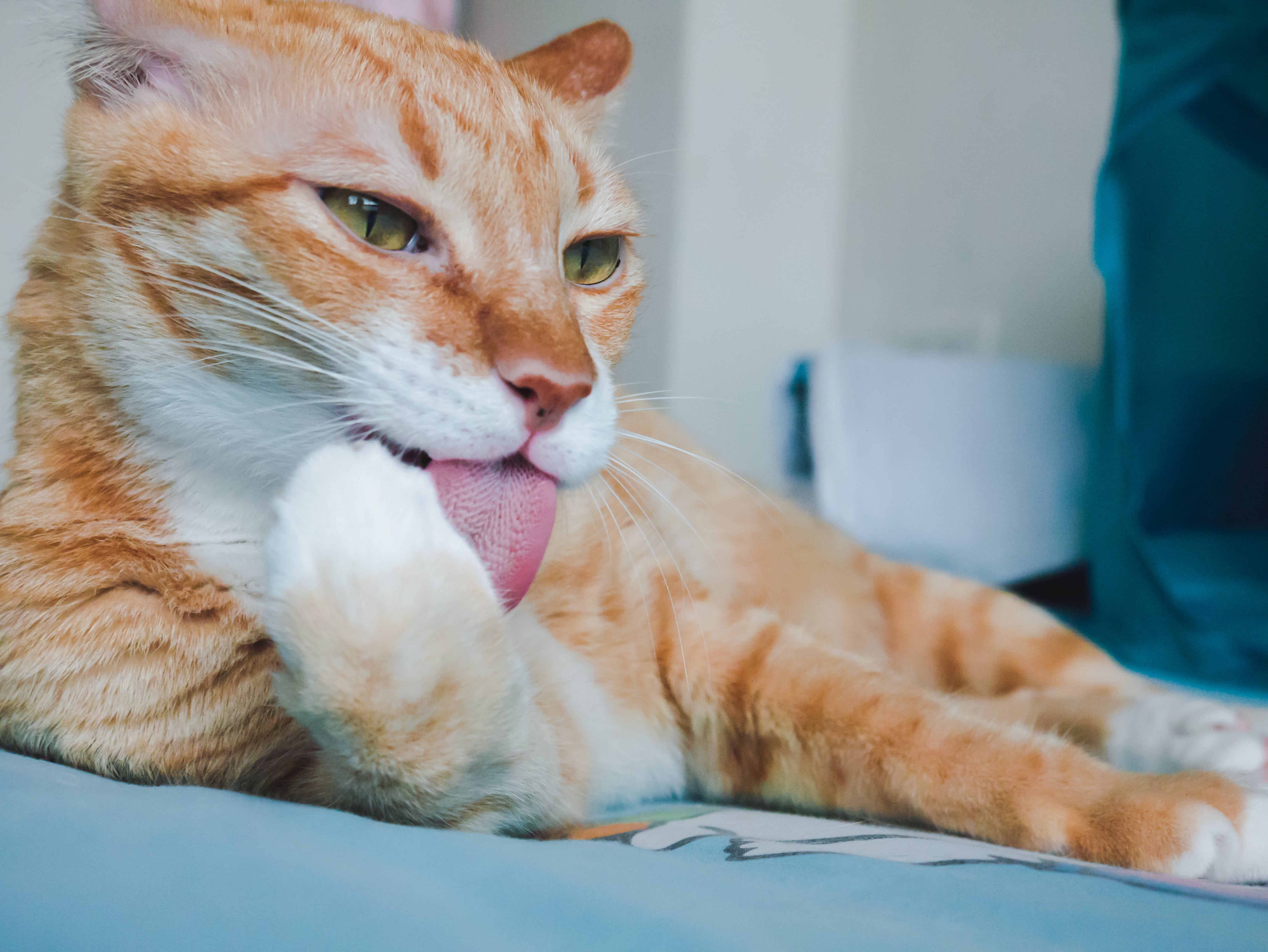 Los gatos son cazadores por naturaleza, con sentidos agudos y habilidades para la caza, incluyendo acechar y atrapar presas,