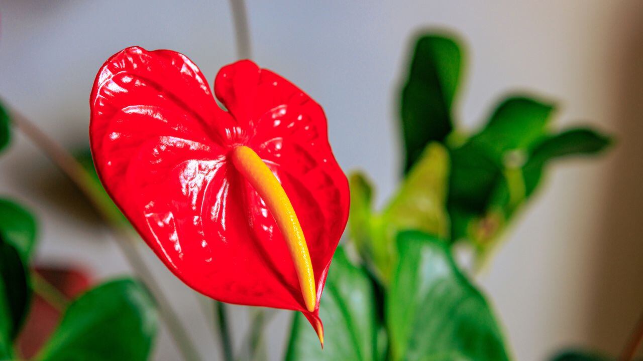 Ajo para los anturios.