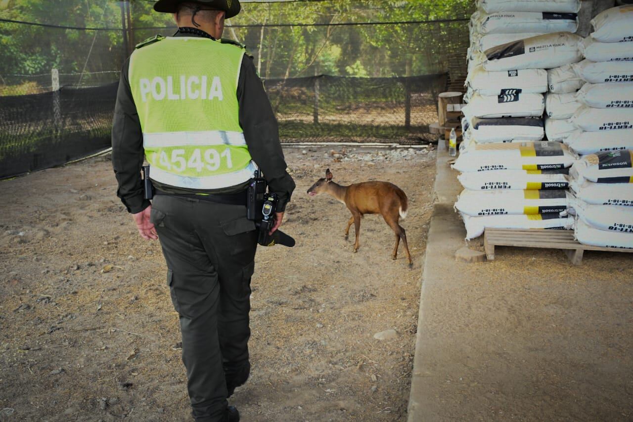 no se recibió ninguna explicación de sus dueños acerca de la forma en la que lo habían obtenido; ya que es originario de los bosques de Centroamérica y Sudamérica