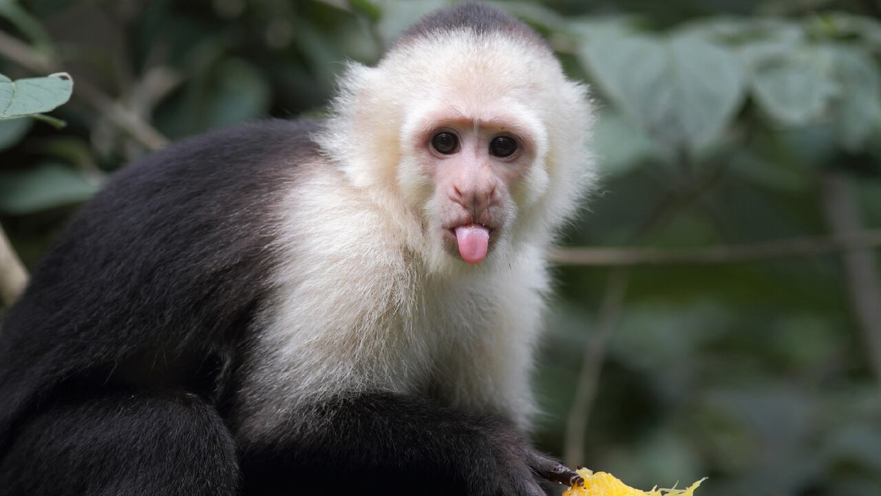 Mónica Macia, ambientalistas asentada en Boyacá, comenta que en los bosques del municipio habría monos cariblancos.