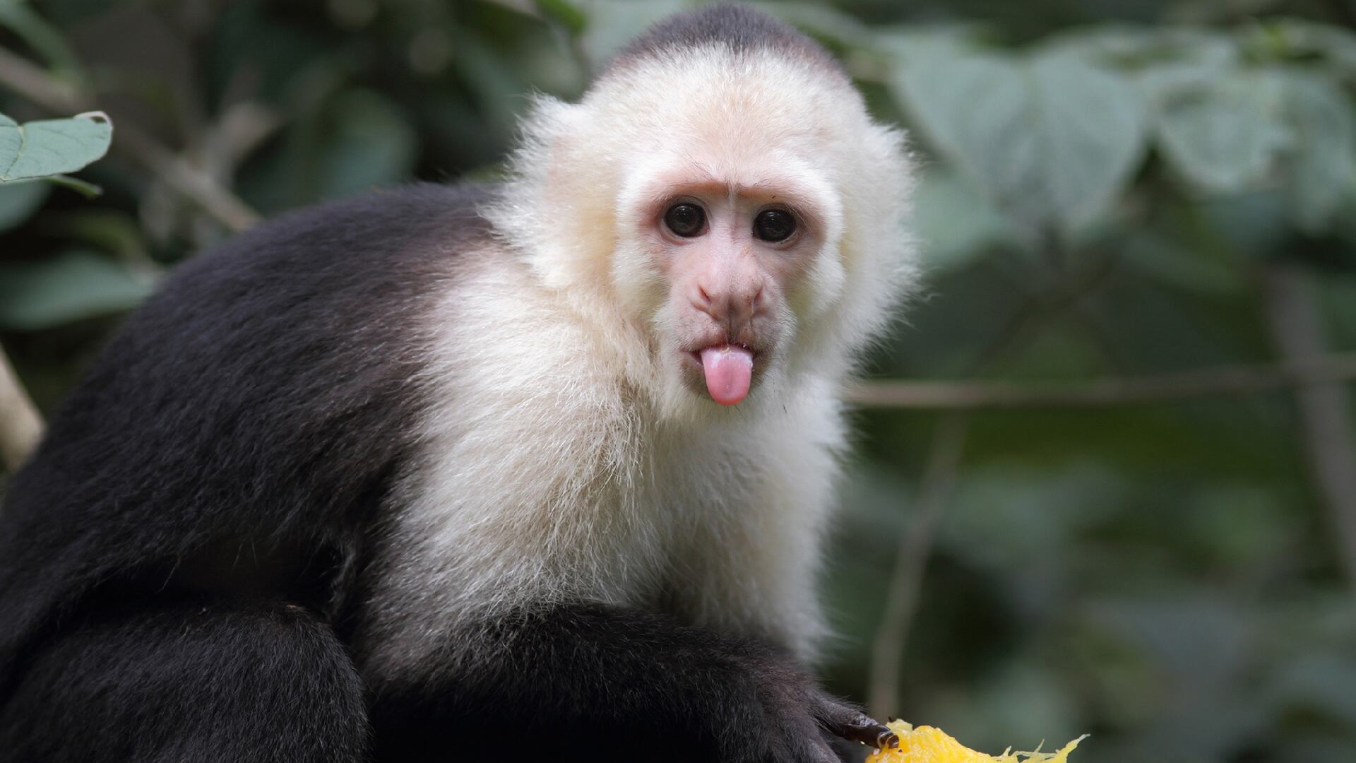Mónica Macia, ambientalistas asentada en Boyacá, comenta que en los bosques del municipio habría monos cariblancos.