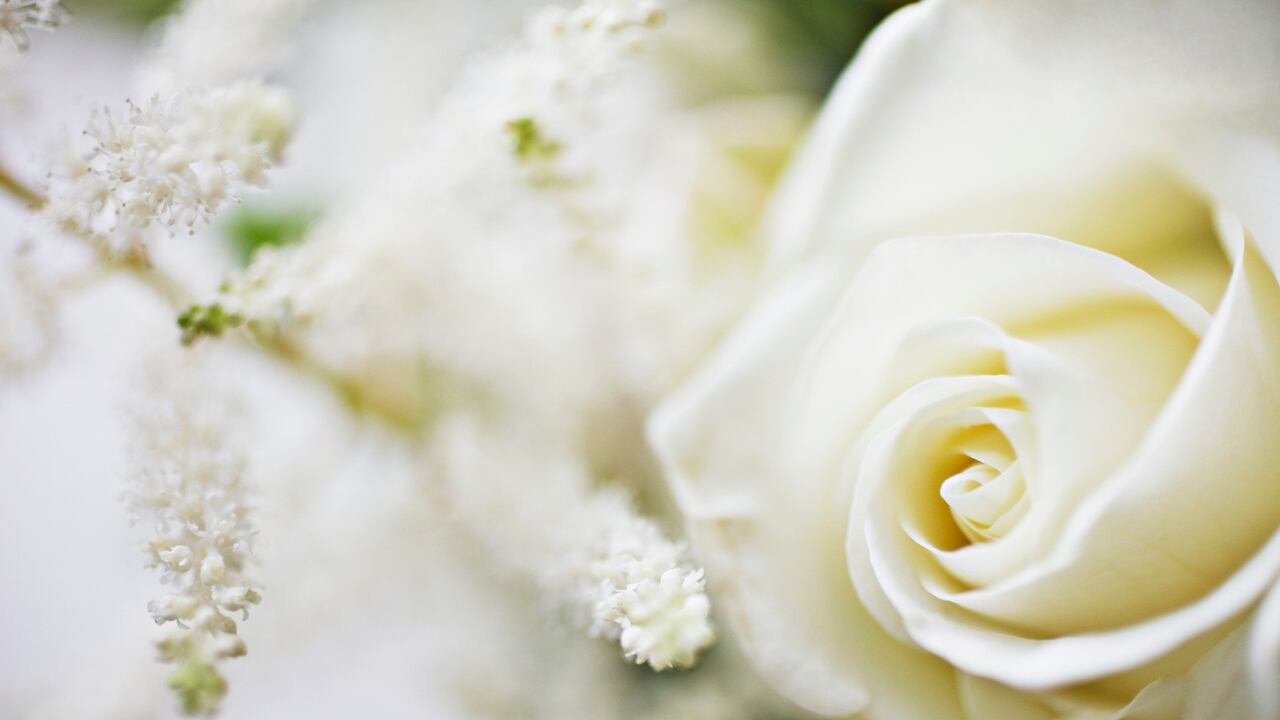 Las rosas son las flores más reconocidas, muy utilizadas para expresar amor y afecto.