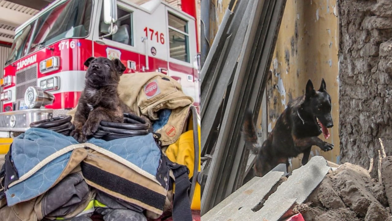 Capitán, perrito rescatista que ayudó en el sismo de 2017