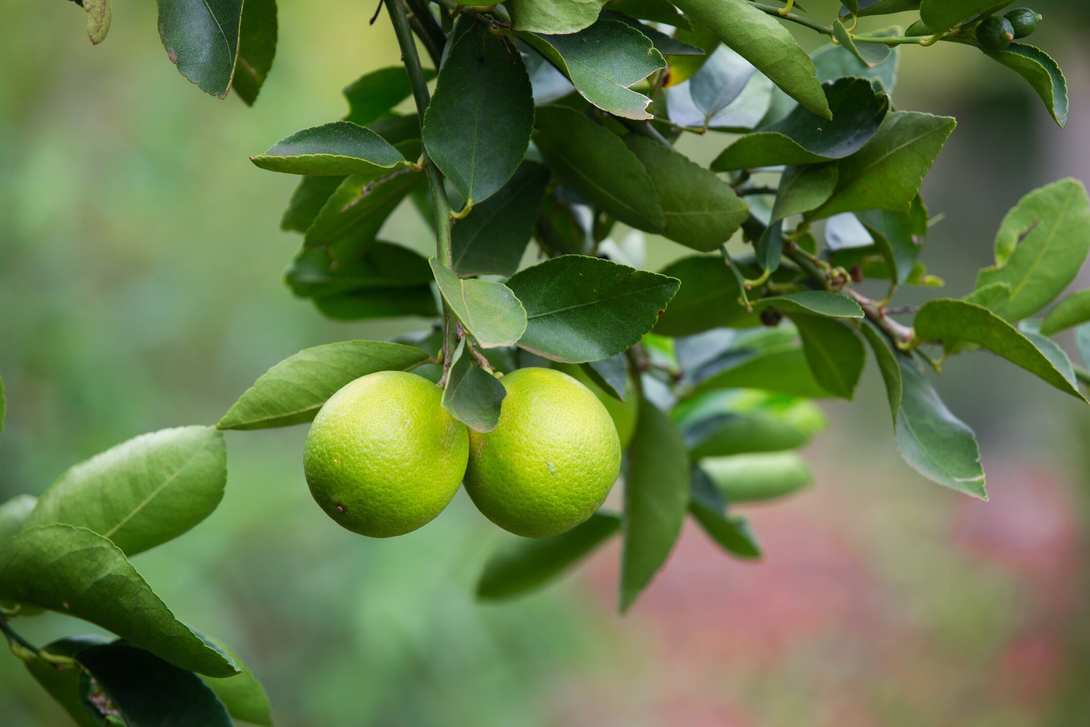 Sicilian lemon on the tree branch.